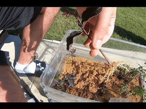 Propagating Crape Myrtles
