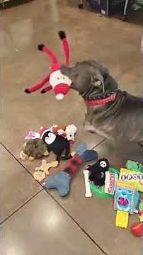 Chattanooga Humane Educational Society video of shelter dogs goes viral, leads to adoption