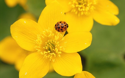 Ladybug Vs. Asian Lady Beetle: How to Tell the Good Bug Apart From the Bad Bug