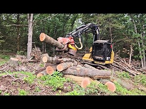 Watch this modern logging machine work it's magic 🎩