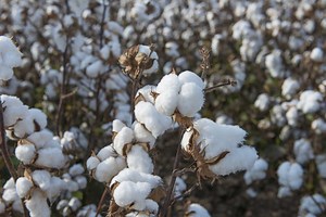 How to Germinate Seeds in Cotton Wool