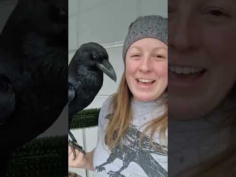 Did you know Fable has a sister? 🥰✨️🐦‍⬛