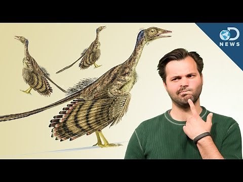 How Did Dinosaurs Evolve Into Birds?