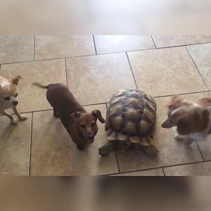 205K views · 1.6K shares | Turtles are savage lol | Best Pets Ever | Facebook
