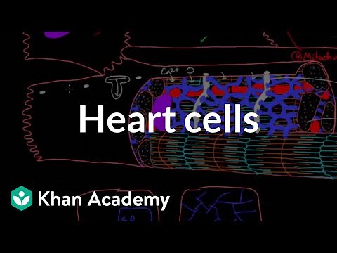 Heart cells up close! | Circulatory system physiology | NCLEX-RN | Khan Academy