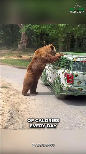 Why Do Bears Hibernate? 😯