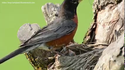 3.4K reactions · 313 shares | Be an early bird this Mother’s Day and adopt an American Robin to support Audubon's work protecting birds and the places they need. Adopt now and we'll send a plush bird and certificate of adoption in time for Mother’s Day! | National Audubon Society | Facebook
