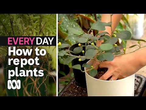 Repotting: Everything you need to know | ABC Everyday | ABC Australia