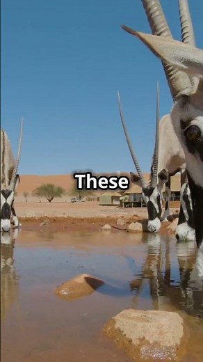 Osmoregulation in animals || #biology #cellbiology #subscribers #nmdcatbiology #100kviews