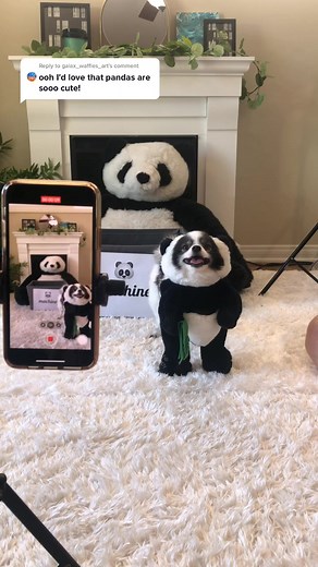 Behind the Scenes of Pandaloon Panda Machine Video