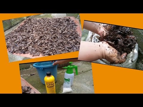 Cara Membuat Pupuk Kompos Dari Daun Kering|How to make leaf compost