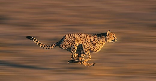 The Top 7 Fastest Cats in The World