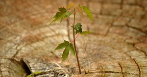 What Is A Growth Mindset And What Does It Mean For Kids And Parents