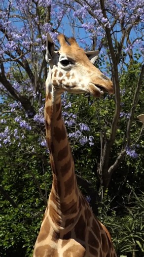 Adelaide Zoo and Monarto Safari Park on Instagram: "Looking for something extra to add to your zoo day? This December and January, we’re trialling a new free guided walking tour at Adelaide Zoo — designed to bring our conservation stories to life. Led by Julie, our Conservation Community Educator, the tour departs from Komodo Lawn at 10am, straight after the 9:45am penguin feed, and wraps up near the Panda/Aussie Icons Shop just in time for the 10:45 am Wild Show. Along the way, you’ll hear abou