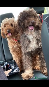 8.6K views · 361 reactions | What a day Rolo a Miniature Poodle and...