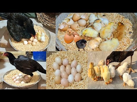 Young hen hatching eggs to chicks first time || Harvesting Eggs to chicks || Nine chicks hatched