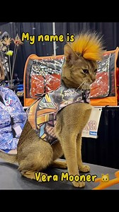 Vera Mooner in action. | New Vision Cat Club