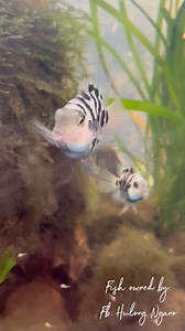 32K views · 748 reactions | Meet the convict cichlid, a fish with an attitude. #fyp #convictcichlid #cichlid #fishtrivia #fishfunfacts | GuppyKoi | Facebook