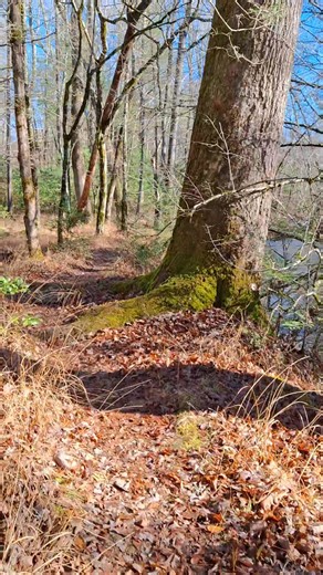 Continuing on my wet bottoms/Elijah Oliver loop hike. This path is not part of the Wet bottoms trail but is a path hikers take to avoid crossing Abrams creek. I'm using this trail as part of the loop hike. It goes right along the banks of the creek. A good place to look for deer and even river otters. Otters were released into these waters in the early 1990s to re-establish them back into the Smokies. More than 100 otters were released throughout the park. #cadescove #smokymountainsnationalpark 
