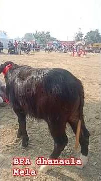 BFA dhanaula Mela #youtubeshorts #shortfeed #dairyfarming
