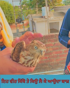 20K views · 278 reactions | ਵੀਰ ਕਿੱਥੋਂ ਲੈ ਕੇ ਆਉਂਦਾ ਬਾਜ਼ #sukhtalkies #bazz #birds | Sukh Talk | Facebook