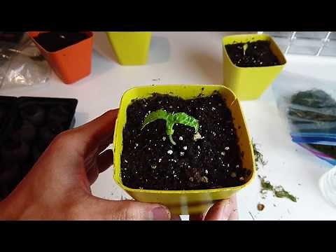 (How To) Growing Cherries from Seed - Full Explanation (with Results)