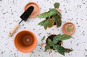 How to Grow Cane-Type Angel Wing Begonias