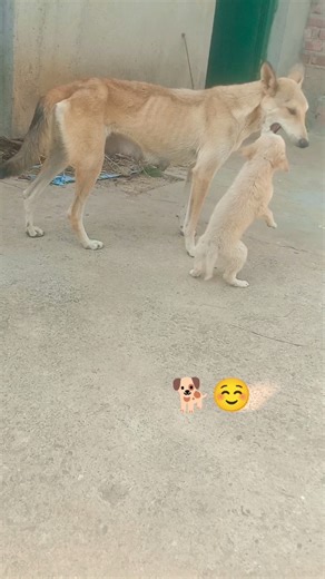 🐕Your love, Mom ☺️, is a soft sunrise ☀️#subscribe #channel #youtube #subscribers #cute #love #mom