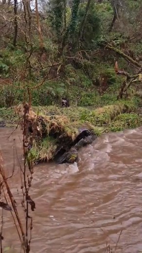 4.2M views · 10K reactions | Field Dog Life on Reels | Facebook