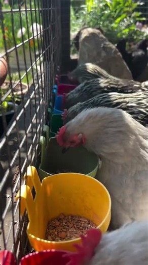 I Built a DIY LEGO-Style Wooden Chicken Cage | Easy Backyard Coop #shorts