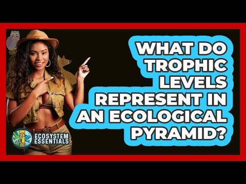 What Do Trophic Levels Represent in an Ecological Pyramid?