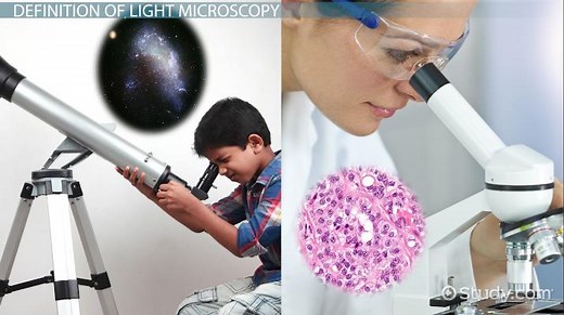 Light Microscope | Definition, Parts & Function