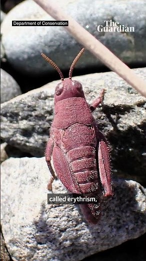 A beautiful rare pink grasshopper has been spotted in New Zealand