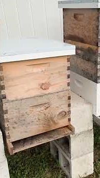 How to Prepare Your Beehives for Hurricane Season