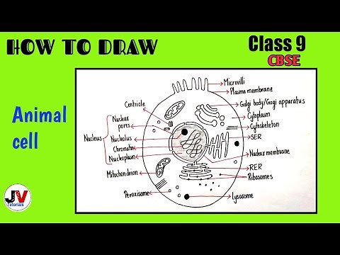 Animal Cell Diagram with Labels | Class 9 | Biology | animal cell easy diagram