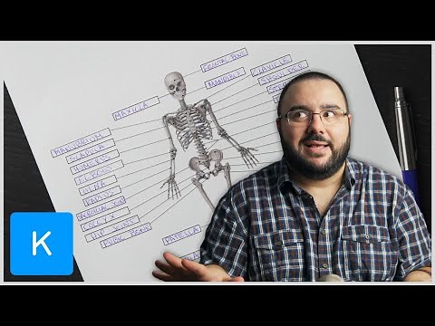 Lerne mit mir - Skelettsystem Anatomie des Menschen | Kenhub