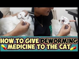 How to give deworming medicine to Cat or Kittens || Canworm Deworming Syrup || Shabu's Vlog