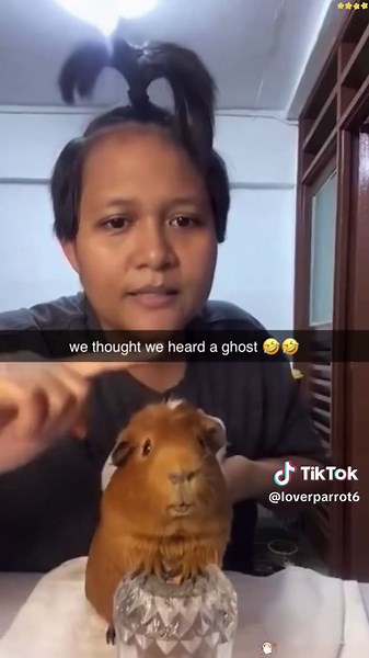 Part135: Hamsters are simply miniature drama queens!#hamster #hamstersoftiktok #hamsterlove #cutehamster #funnyhamster