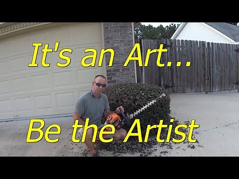 How to use a hedge trimmer to cut and shape bushes