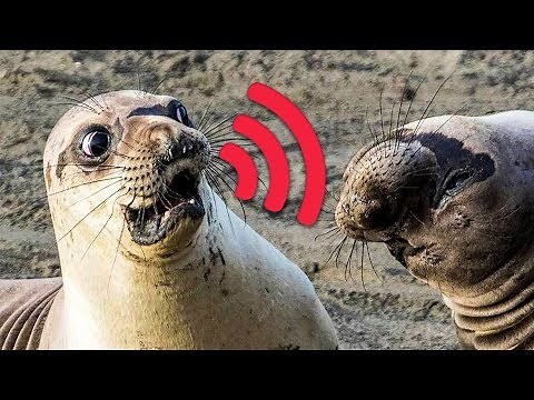 12 Unusual Sounds Animals Make 🔊🙉