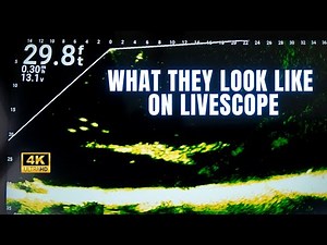 Catching 6 Different Species With Garmin Livescope Plus LVS34
