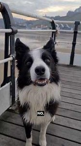 Longest Fetch Ever - Ozzy Man Reviews