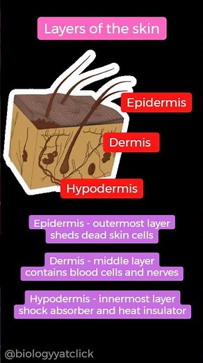 Skin anatomy animation