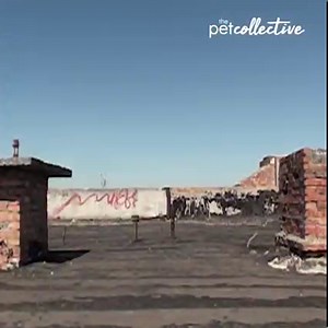 490K views · 2.9K reactions | Let's go on an adventure! | Try Not to Laugh | Facebook