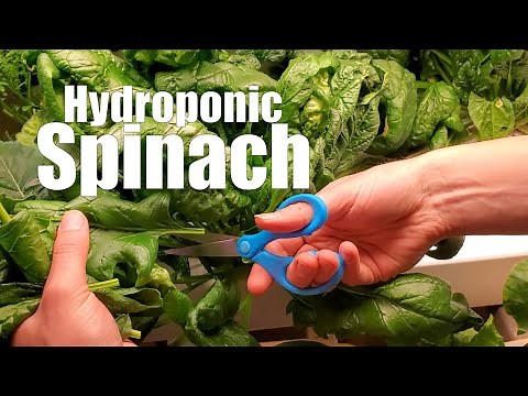 Growing Hydroponic Spinach at Home