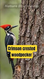 Crimson crested woodpecker #birds #birdsong #birdsounds