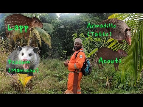 Hunting Wild Meat!!!