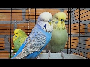 9 hours of budgie sounds to keep your pets in happy bird company