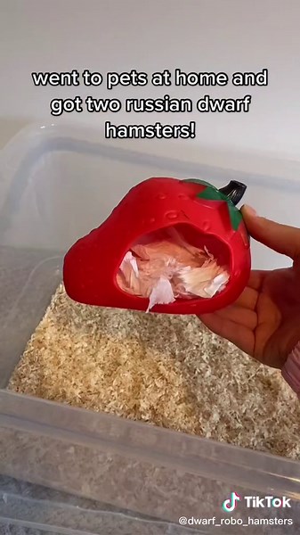 new russian dwarf hamsters!🐹🥺 follow and subscribe to our youtube - Amelia Mimi