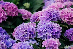 How to grow hydrangeas for a blooming summer garden